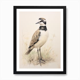 Vintage Bird Drawing Lapwing Art Print