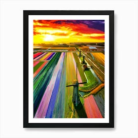 Coloured Tulip Fields Blooming During Springtime At Sunrise In The Netherlands Art Print