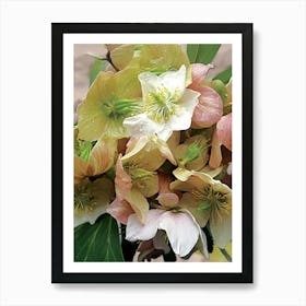 Hellebore spring flower Art Print