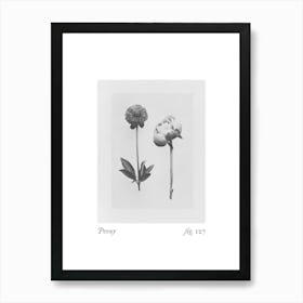Peony Botanical Collage 1 Art Print