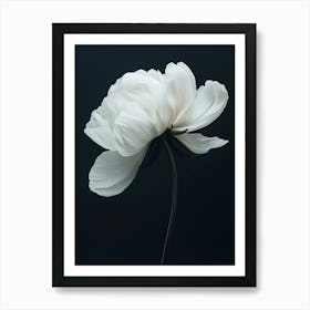 White Peony Flower Art Print