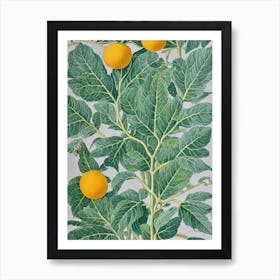 Ugli Fruit 2 Vintage Botanical Fruit Art Print