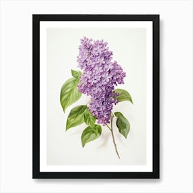 Lilacs Flower Vintage Botanical 2 Art Print