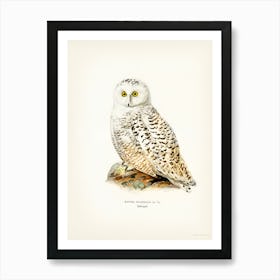 Snowy Owl Art Print