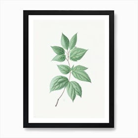 Mint Leaf Illustration 4 Art Print