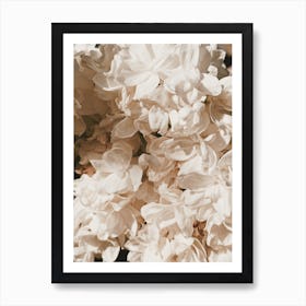 White Peony Flowers Art Print
