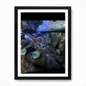 Starfish In Aquarium Art Print