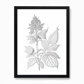 Bergamot Herb William Morris Inspired Line Drawing 1 Art Print