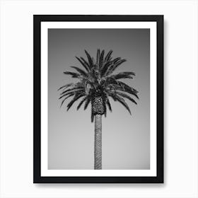 Palm Ii Art Print