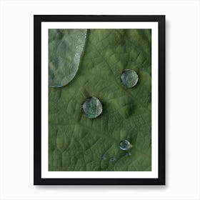 Lotus Water Drops Art Print