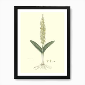 Orchid Art Print