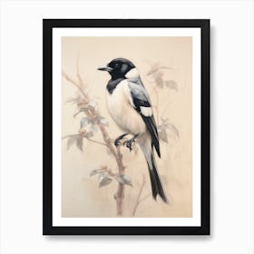 Vintage Bird Drawing Magpie 1 Art Print