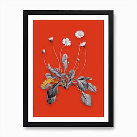 Vintage Daisy Flowers Black and White Gold Leaf Floral Art on Tomato Red n.0599 Art Print