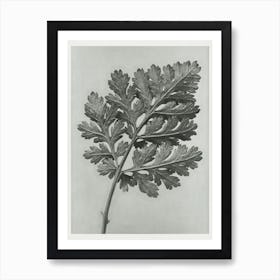 Feverfew Chrysanthemum (1928), Karl Blossfeldt Art Print