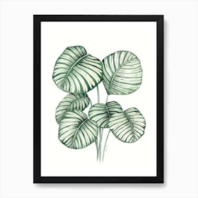 Calathea Orbifolia Art Print