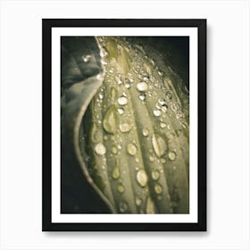 Water Droplet On Leaf 1 Art Print