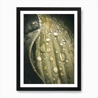 Waterdrop. Water Drop Leaf Environmental, Posters, Art Prints, Wall Murals