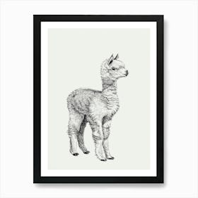 Baby Alpaca Art Print