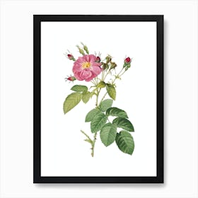 Vintage Harsh Downy Rose Botanical Illustration on Pure White n.0835 Art Print