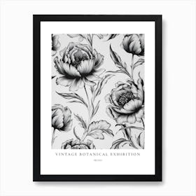 Peony 2 B&W Vintage Botanical Poster Art Print