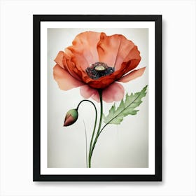 Poppy Flower 1 Art Print