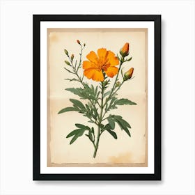 Vintage Of Herbarium Marigold Art Print