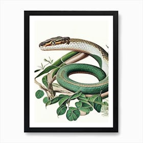 Mangrove Pit Viper Snake Vintage Art Print