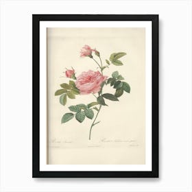 Rose Illustration, Pierre Joseph Redoute (2) 1 Art Print