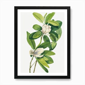 Vintage Botanical Mary Vaux Walcott _2732424 Poster