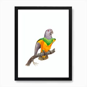 Vintage Senegal Parrot Bird Illustration on Pure White n.0025 Art Print