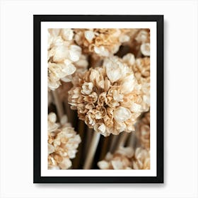 Close Up Of Dried Flowers Art Print