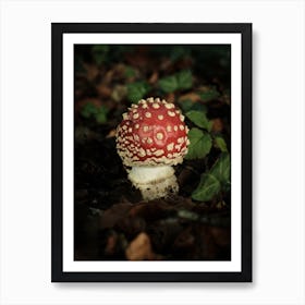 Red Mushroom // Nature Photography Art Print