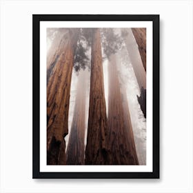 Foggy Redwood Forest Art Print