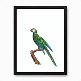 Vintage The Blue Winged Macaw Bird Illustration on Pure White Art Print