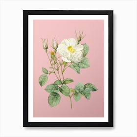 Vintage White Rose of York Botanical on Soft Pink n.0927 Art Print