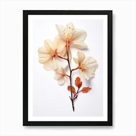 Pressed Wildflower Botanical Art Beechdrops 3 Art Print