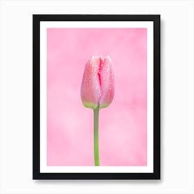 Pink Tulip On Pink Background 1 Art Print