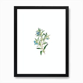 Vintage Blue Narrow Leaved Sollya Botanical Illustration on Pure White n.0152 Art Print