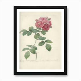 Rose Illustration, Pierre Joseph Redoute (3) 1 Art Print