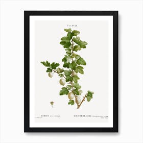 Gooseberry, Pierre Joseph Redoute Art Print