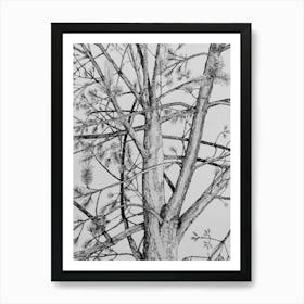 Pine Tree Art Print