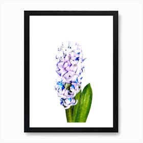 Purple and Blue Hyacinth Poster