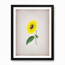 Vintage California Sunflower Botanical on Parchment n.0770 Art Print
