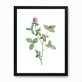 Vintage Pink Clover Botanical Illustration on Pure White n.0653 Art Print