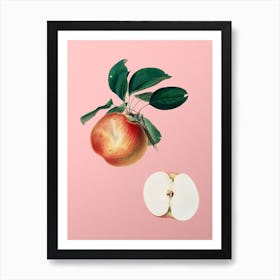 Vintage Apple Botanical on Soft Pink n.0780 Art Print