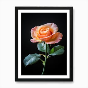 Single Rose Isolated On Black Background 4 Art Print