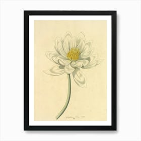 Lotus Flower 6 Art Print