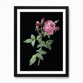 Vintage Provence Rose Botanical Illustration on Solid Black n.0167 Art Print