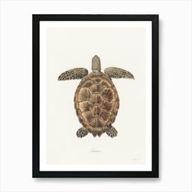 Tortoise (1789), James Heath Art Print