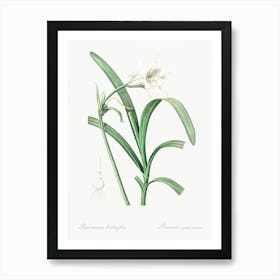 Peruvian Daffodil, Pierre Joseph Redoute Art Print